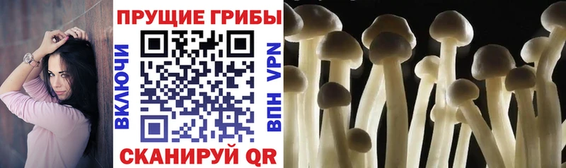 Галлюциногенные грибы Psilocybine cubensis  как найти   Миньяр 